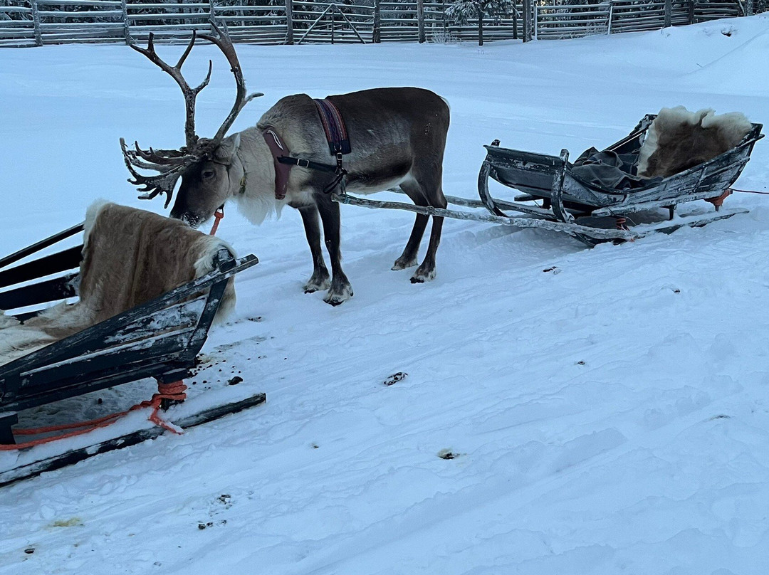 Pyhä Safaris-Pyhatunturi必去景点