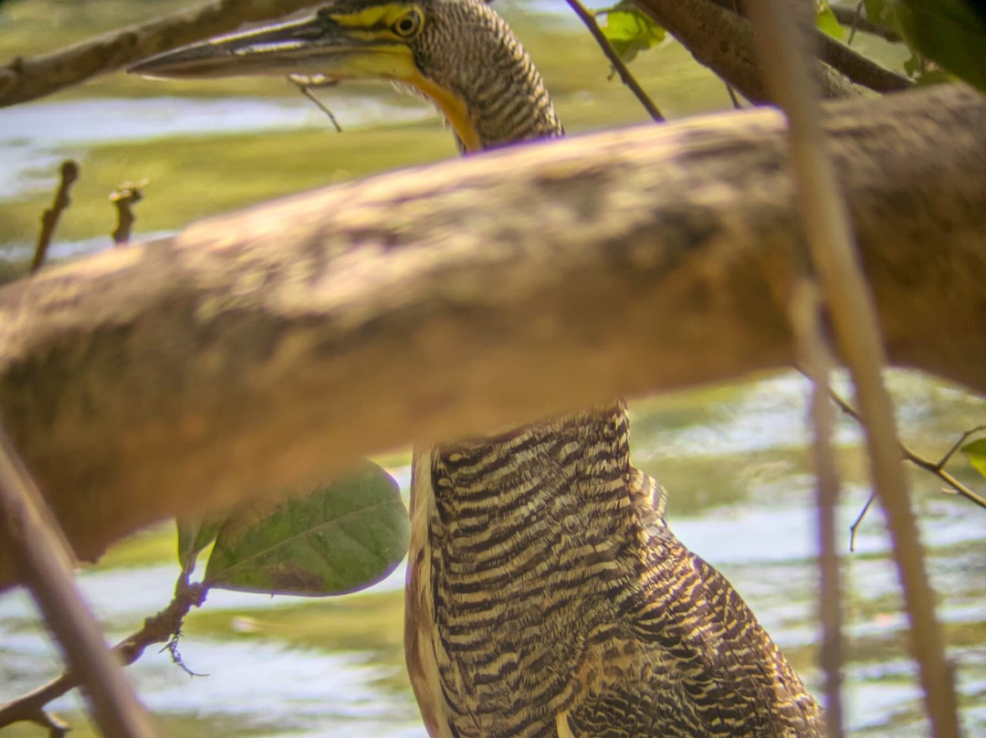 Osa Bolo Adventures-Corcovado National Park必去景点