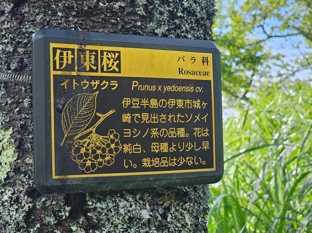 Sakura no Sato景点图片