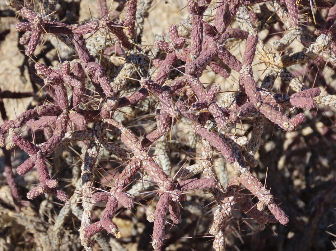Arch Rock Nature Trail-约书亚树国家公园必去景点