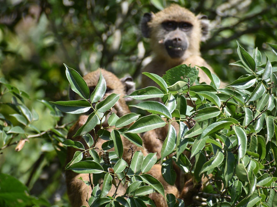 Safari Kenya Con Samuel-瓦塔木必去景点