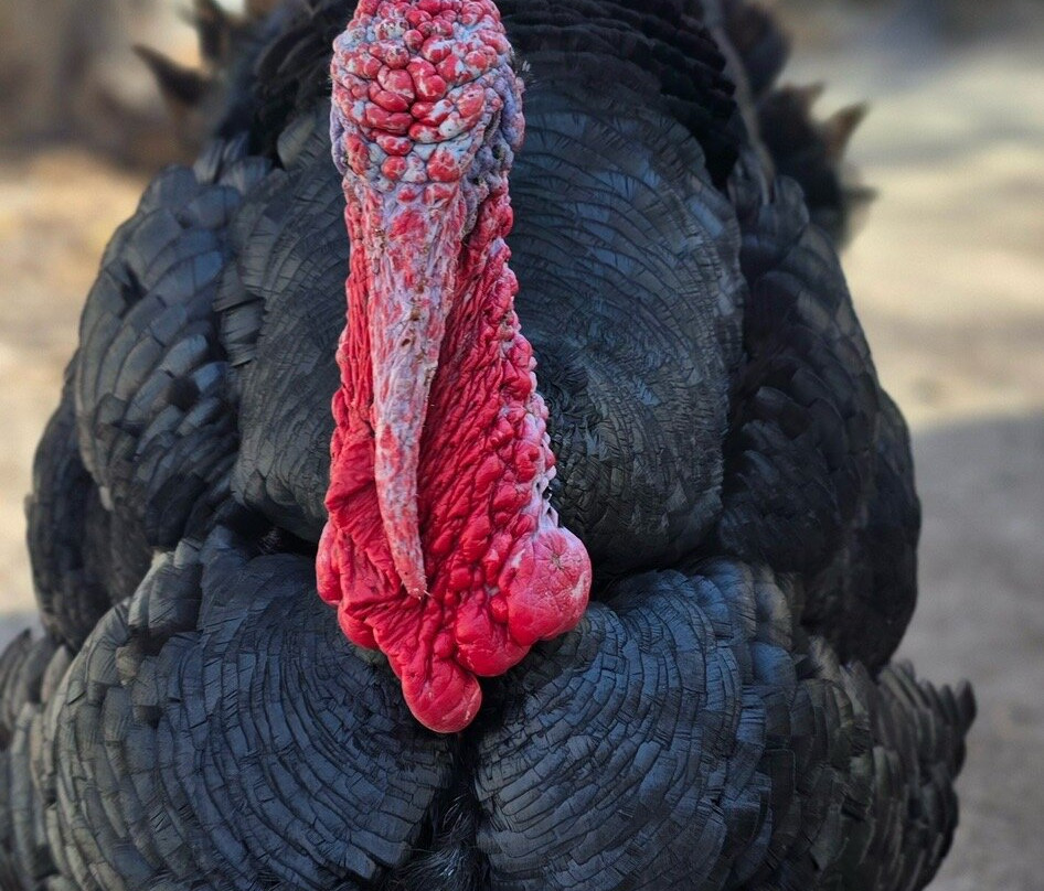 Tarpon Springs Aquarium and Animal Sanctuary-塔彭斯普林斯必去景点