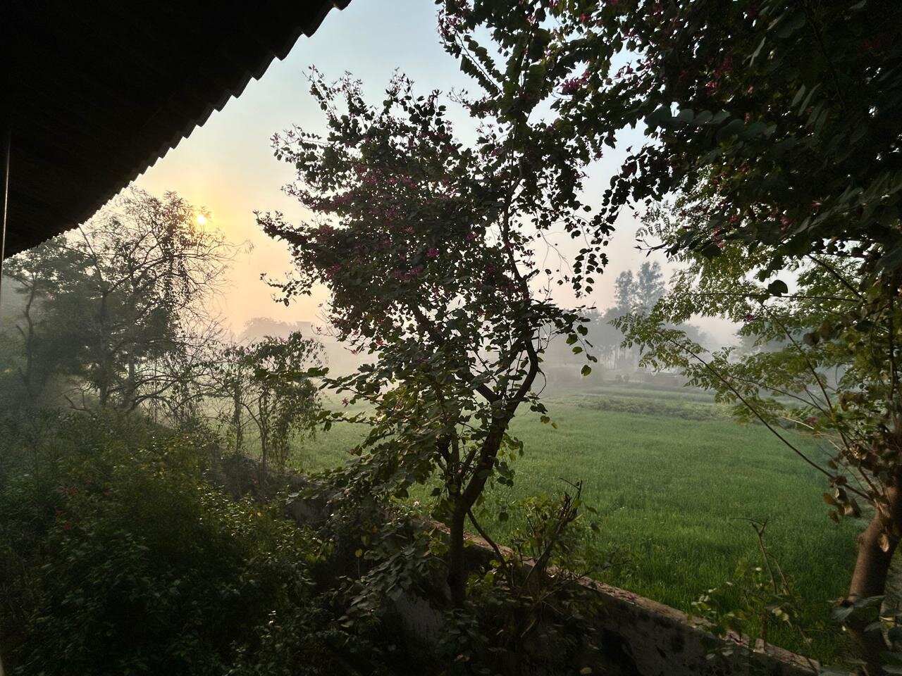 Tree of Life Resort & Spa, Varanasi-酒店景观