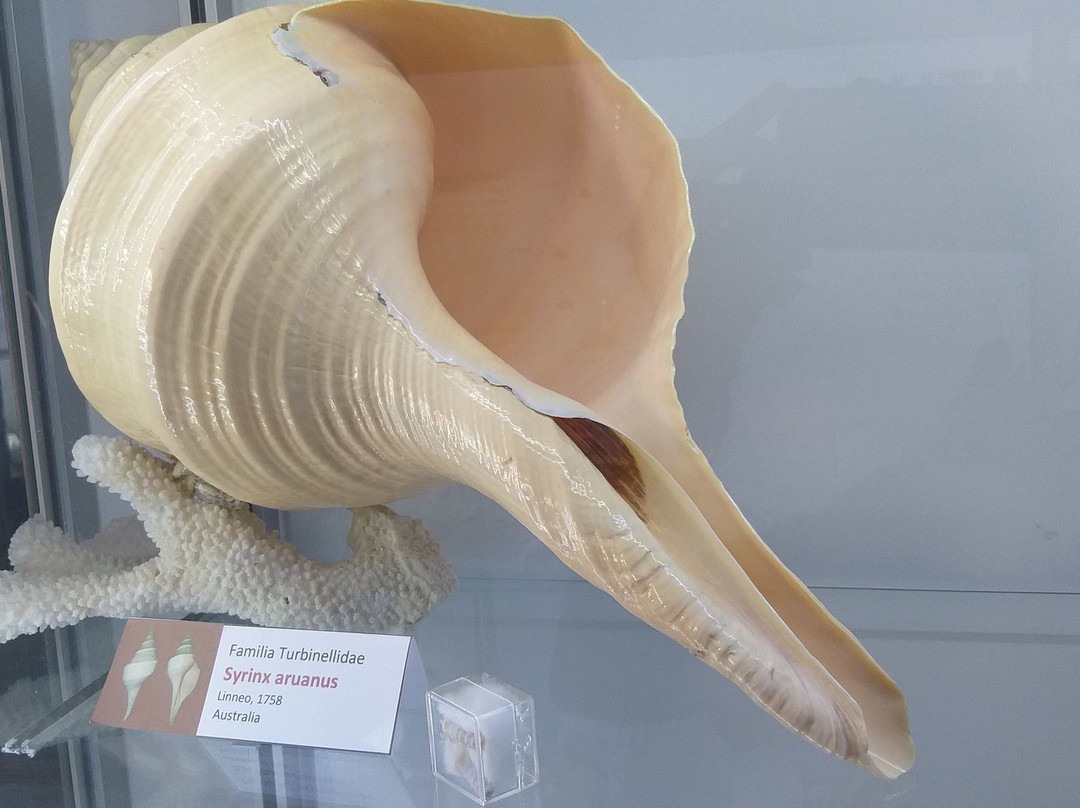 Sea Museum-阿里卡必去景点