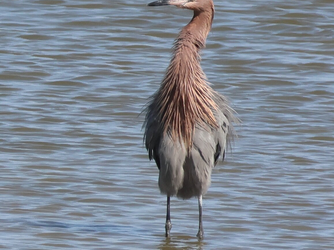 Rockport Birding and Kayak Adventures-罗克波特必去景点