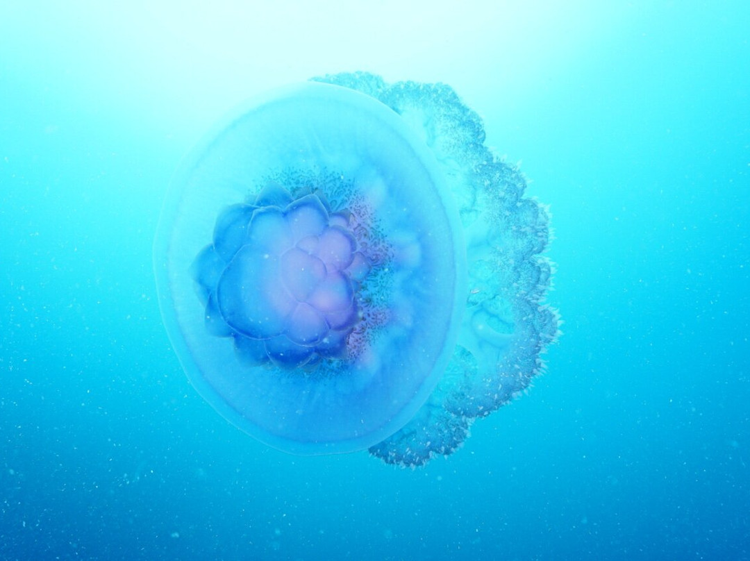 Whitetip Marine Adventures - Fiji-丹娜努岛必去景点