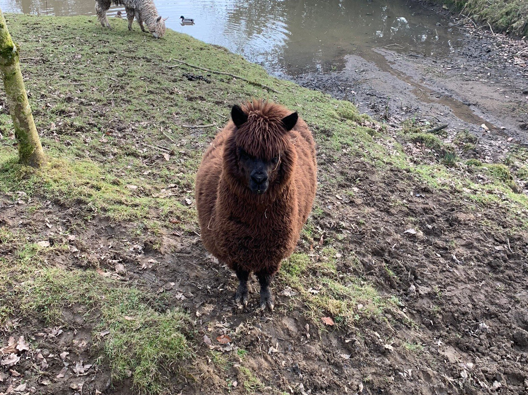 Bowland Wild Boar Park景点图片