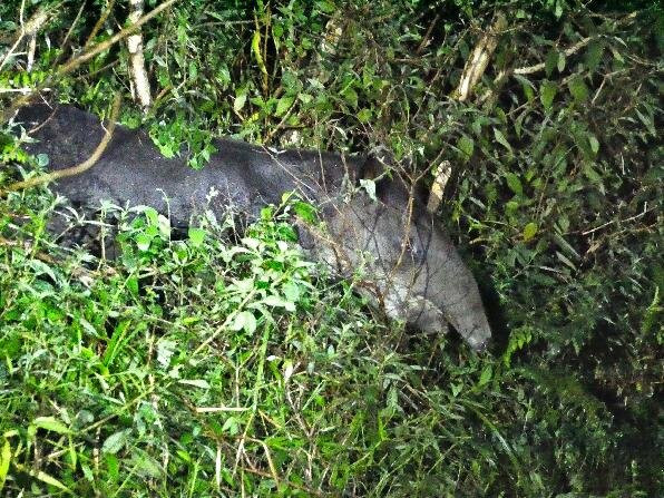 Tapir Valley Nature Reserve景点图片
