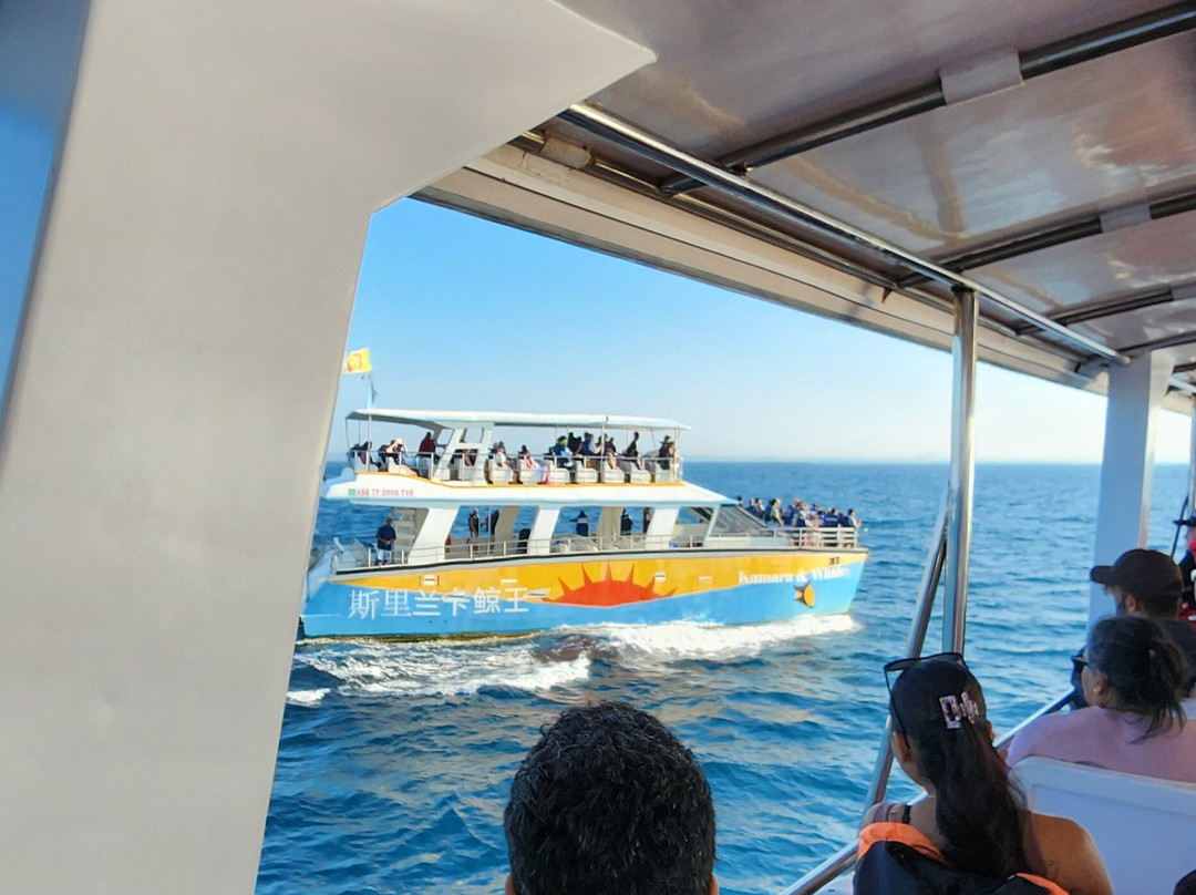 Whales Watching Sri Lanka-美蕊沙必去景点