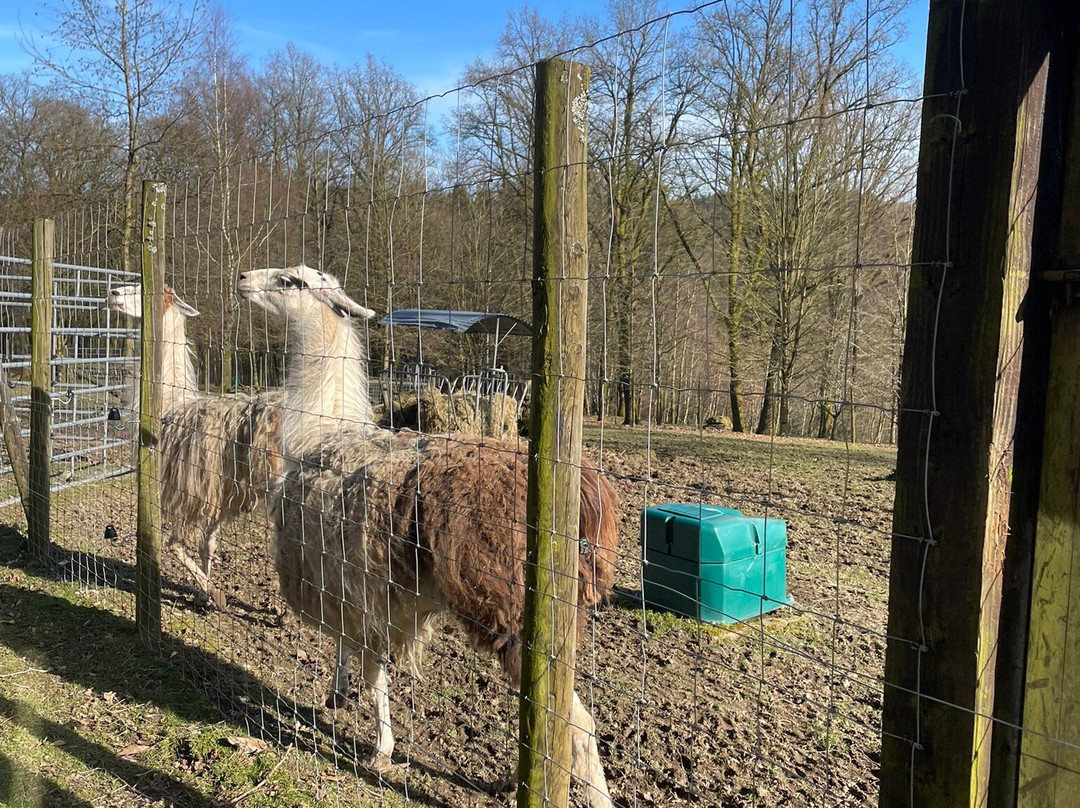 Parc Animalier De Rochehaut景点图片