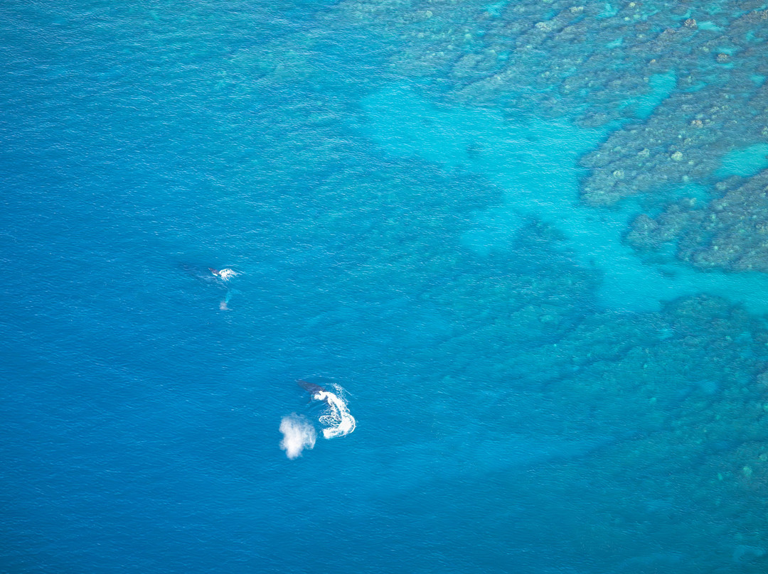 Go Fly Maui-卡胡卢伊必去景点