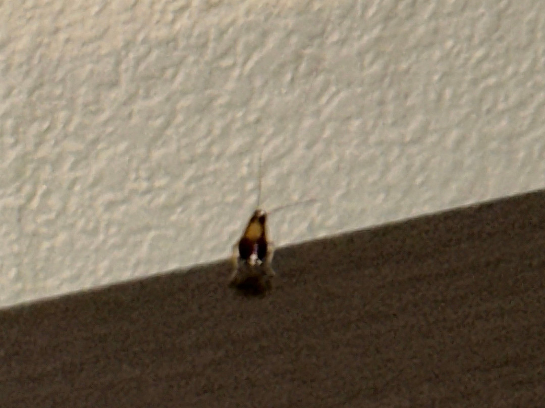 Best Western Plus Atrium Inn & Suites主图