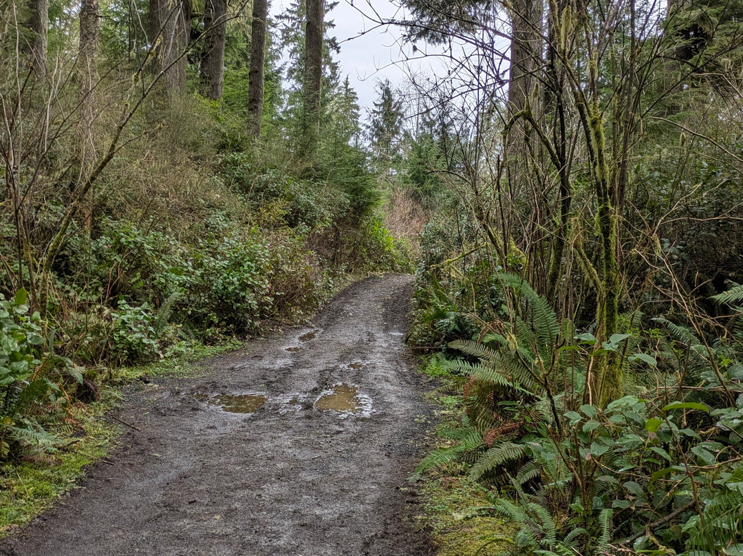 Cathedral Tree Trail-阿斯托里亚必去景点