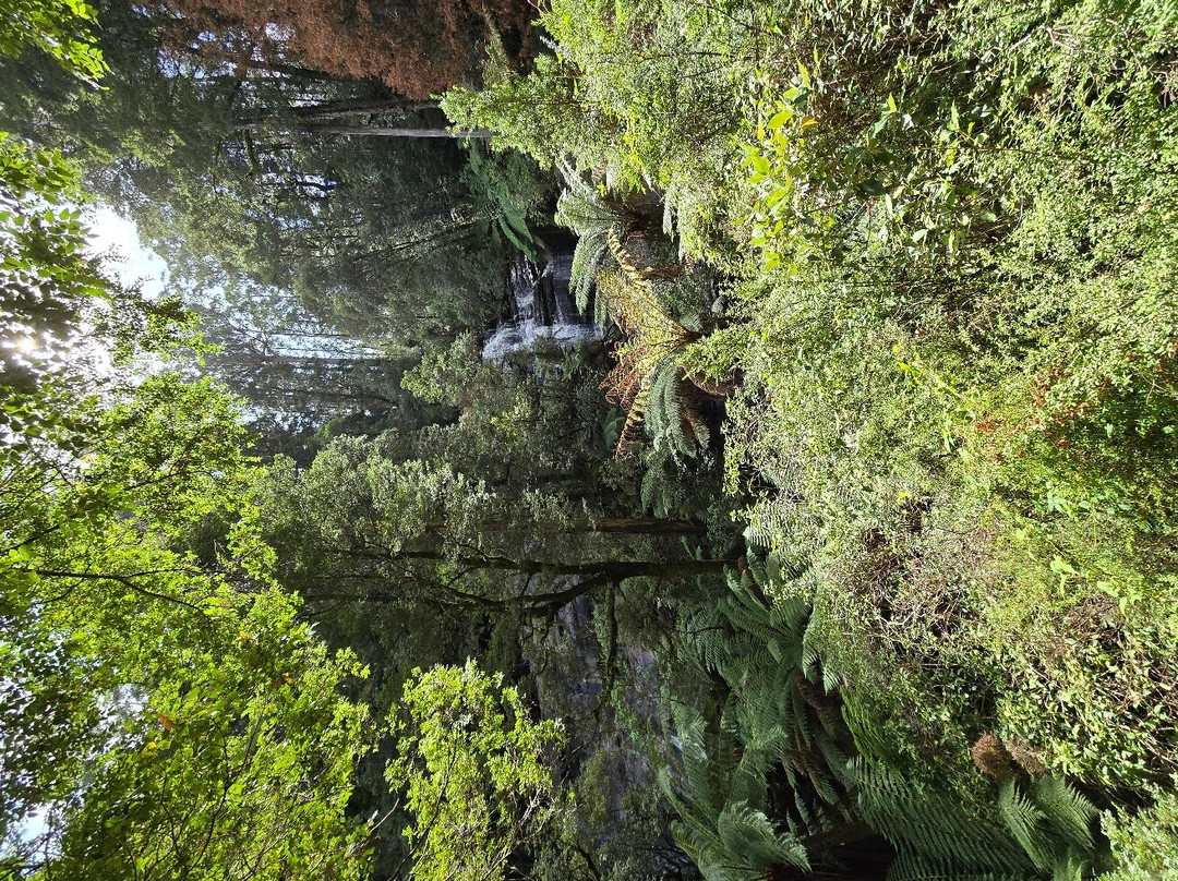 Triplet Falls-Beech Forest必去景点