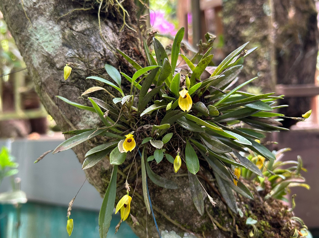 Monteverde Orchid Garden景点图片