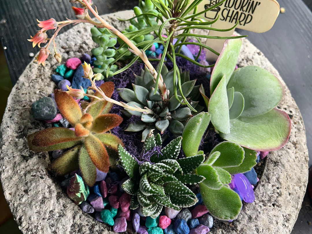 Classy Cactus Farm-默弗里斯伯勒必去景点