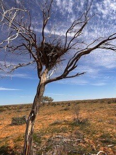 Nomadic Spirit Journeys and Camel Treks Australia景点图片