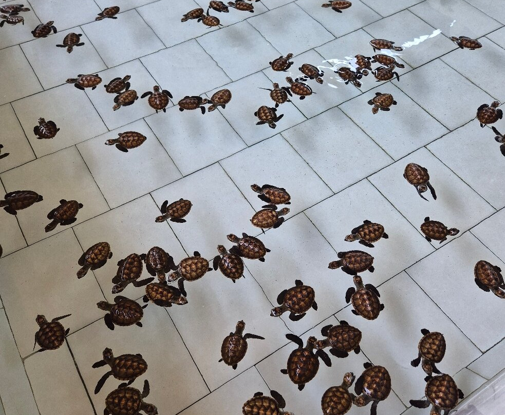 The Turtle Project景点图片