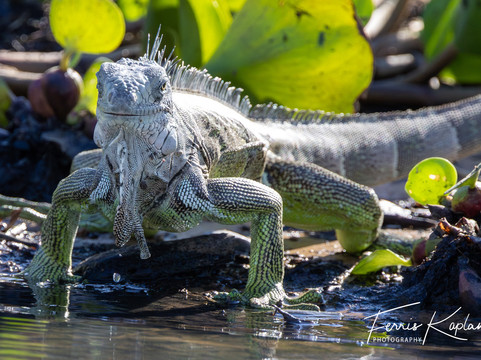 Wildlife Expeditions Of Brazil-Chapada dos Guimaraes必去景点