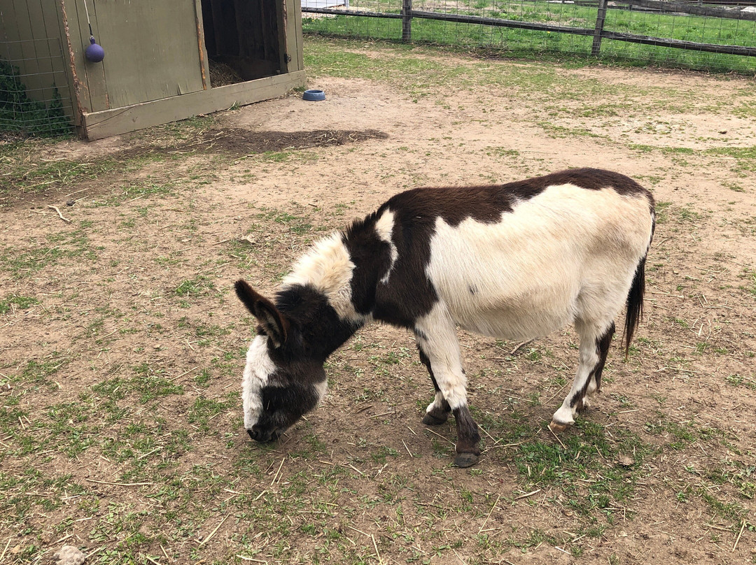 Stamford Museum & Nature Center-斯坦福必去景点