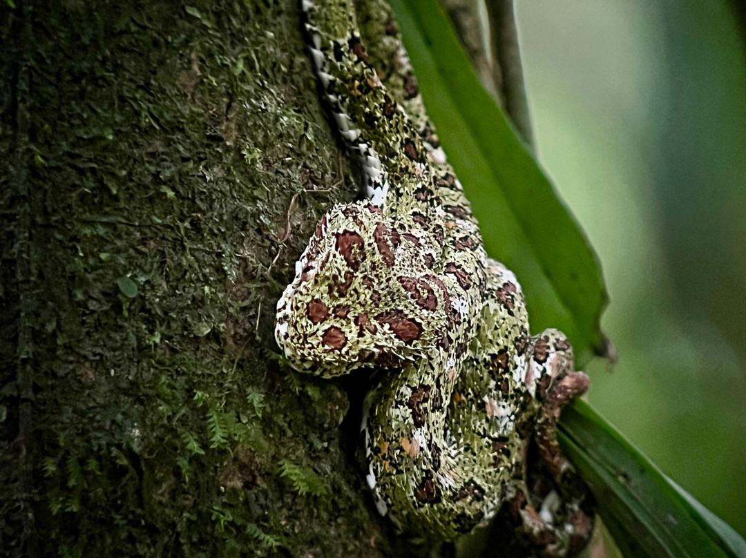 Costa Rican Trails - Day Tours-圣何塞必去景点