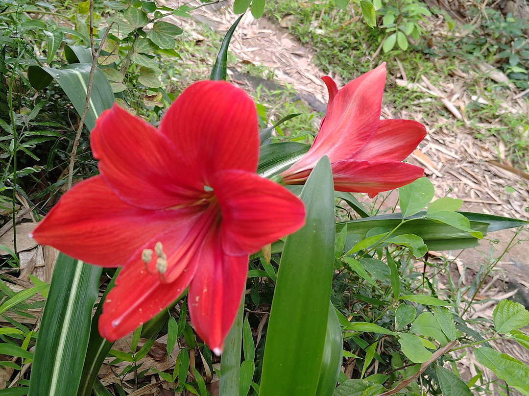 Ho Ho Go Experience Limited-香港必去景点