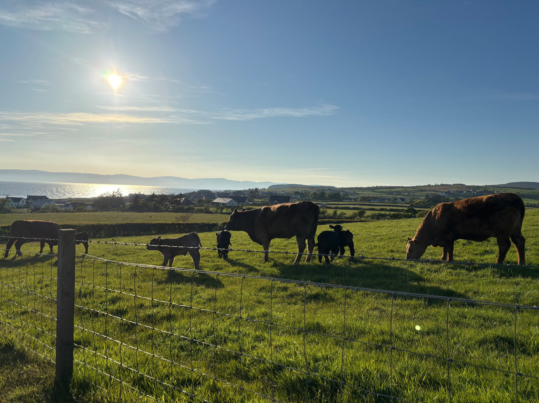Bellevue Farm Tours-Blackwaterfoot必去景点