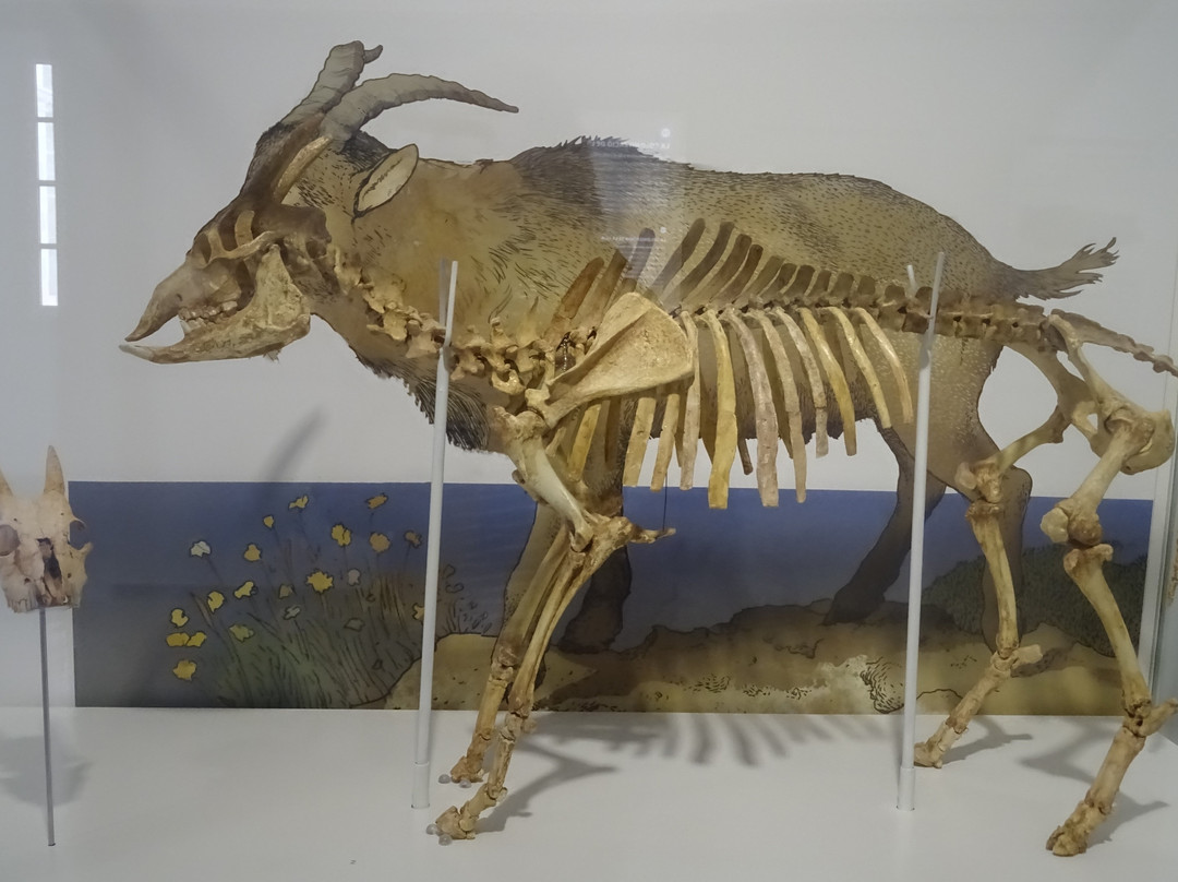 Museu de Menorca-Mahon必去景点