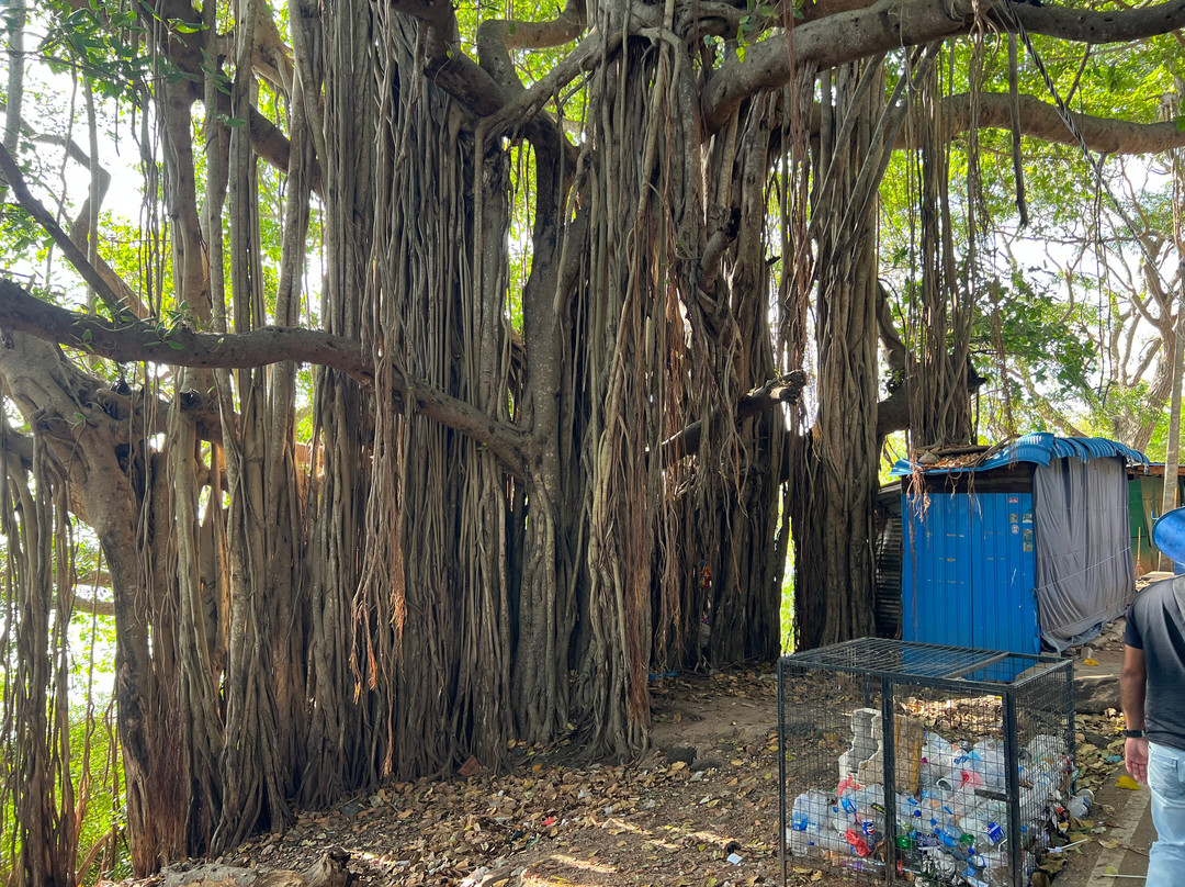 Travelling Pearl Lanka-尼甘布必去景点