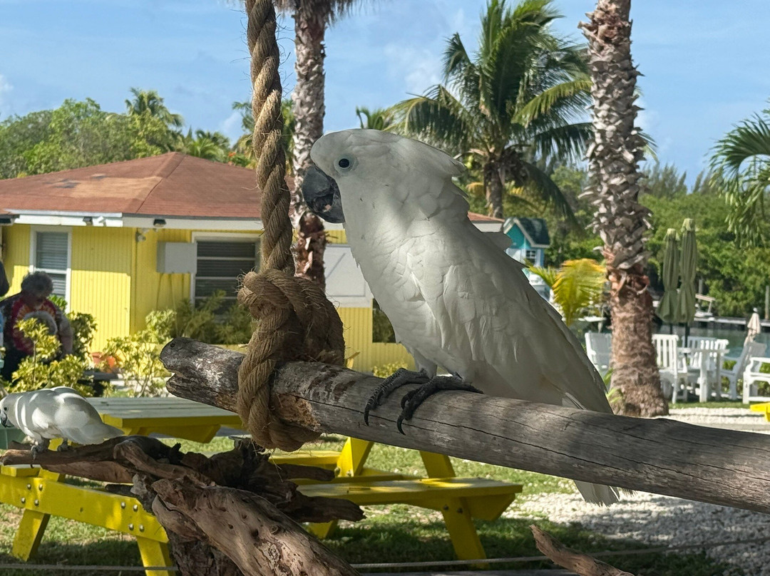 The Dolphin Experience-弗里波特必去景点