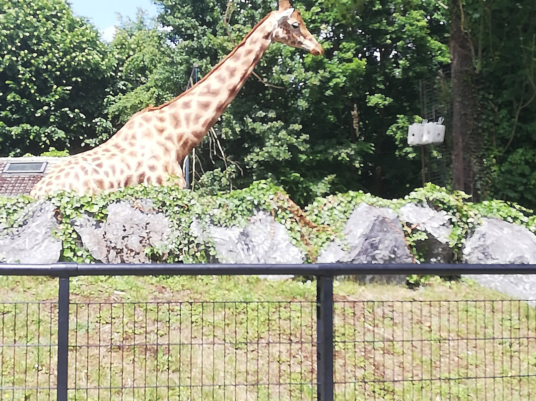 Zoo de Maubeuge-莫伯日必去景点