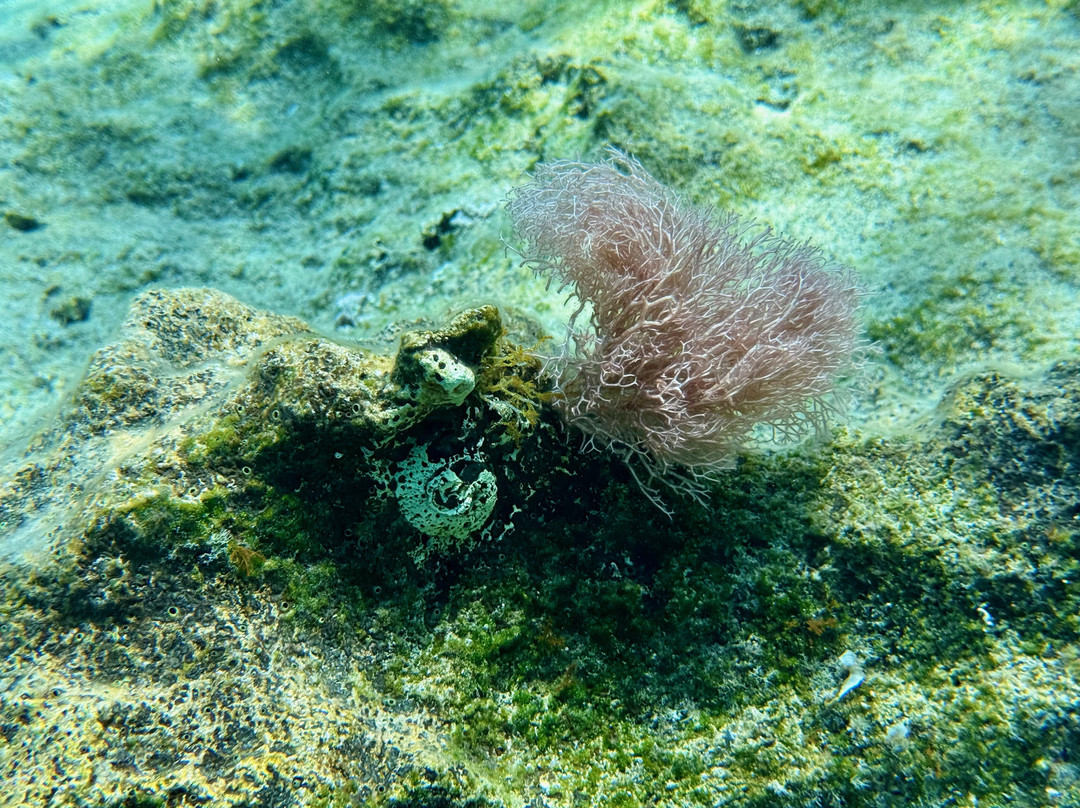 Pelagos Dive Centre-Agios Nikolaos必去景点