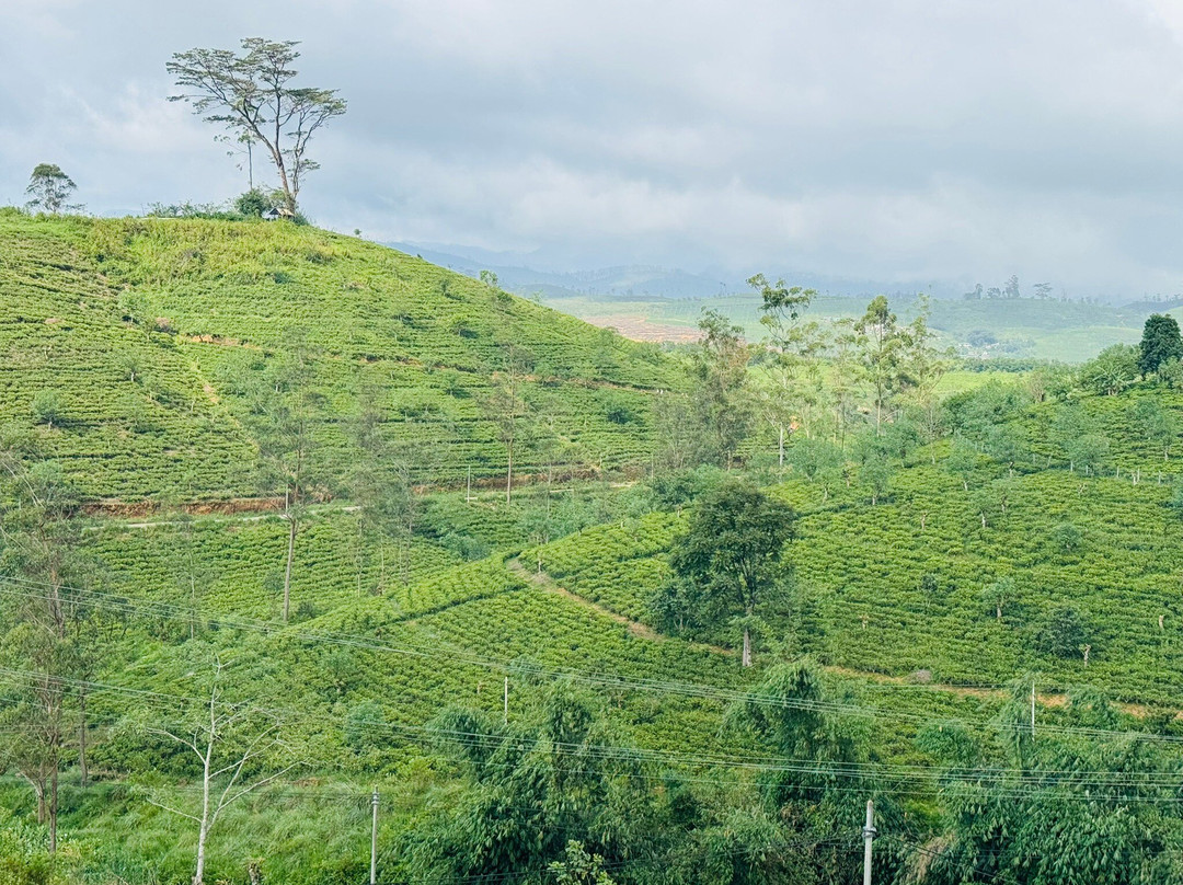 Ravi Taxi And Tours-丹布拉必去景点