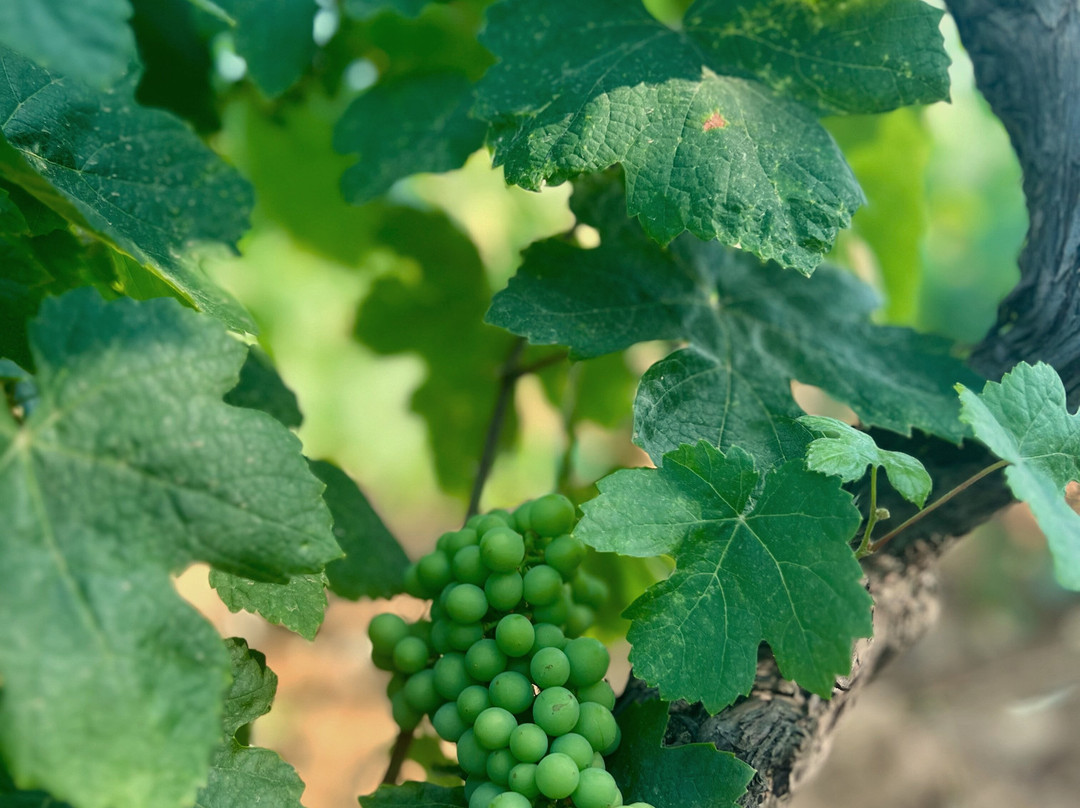 Mas Molla Des de 1338-Calonge必去景点