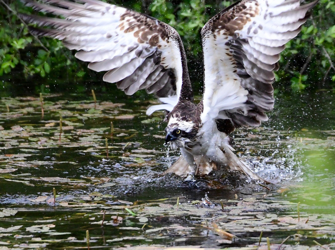Trossachs Osprey Hide