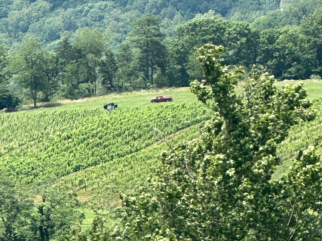 King Family Vineyards-Crozet必去景点