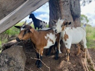 Ohana Ranch-山景城必去景点