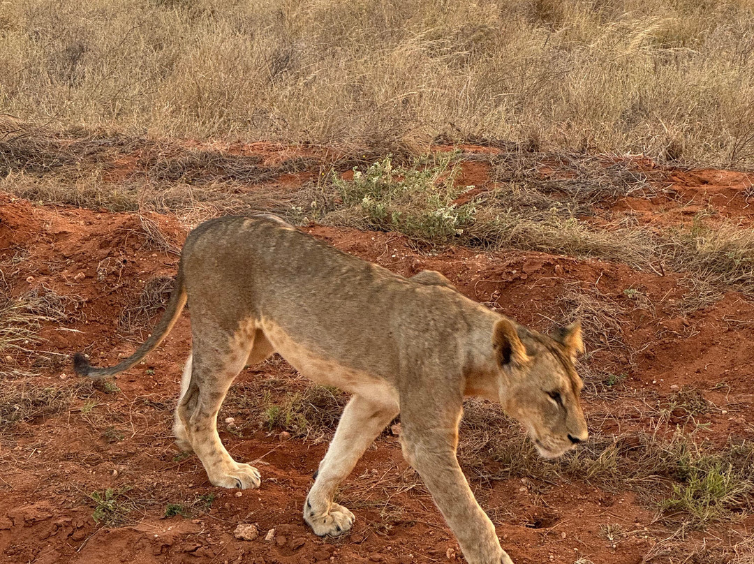LadyM Safaris-蒙巴萨必去景点