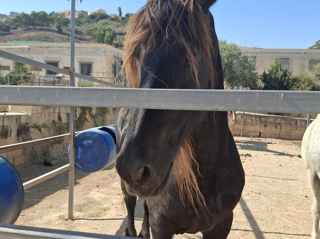 Dreams of Horses Farm-Xaghra必去景点