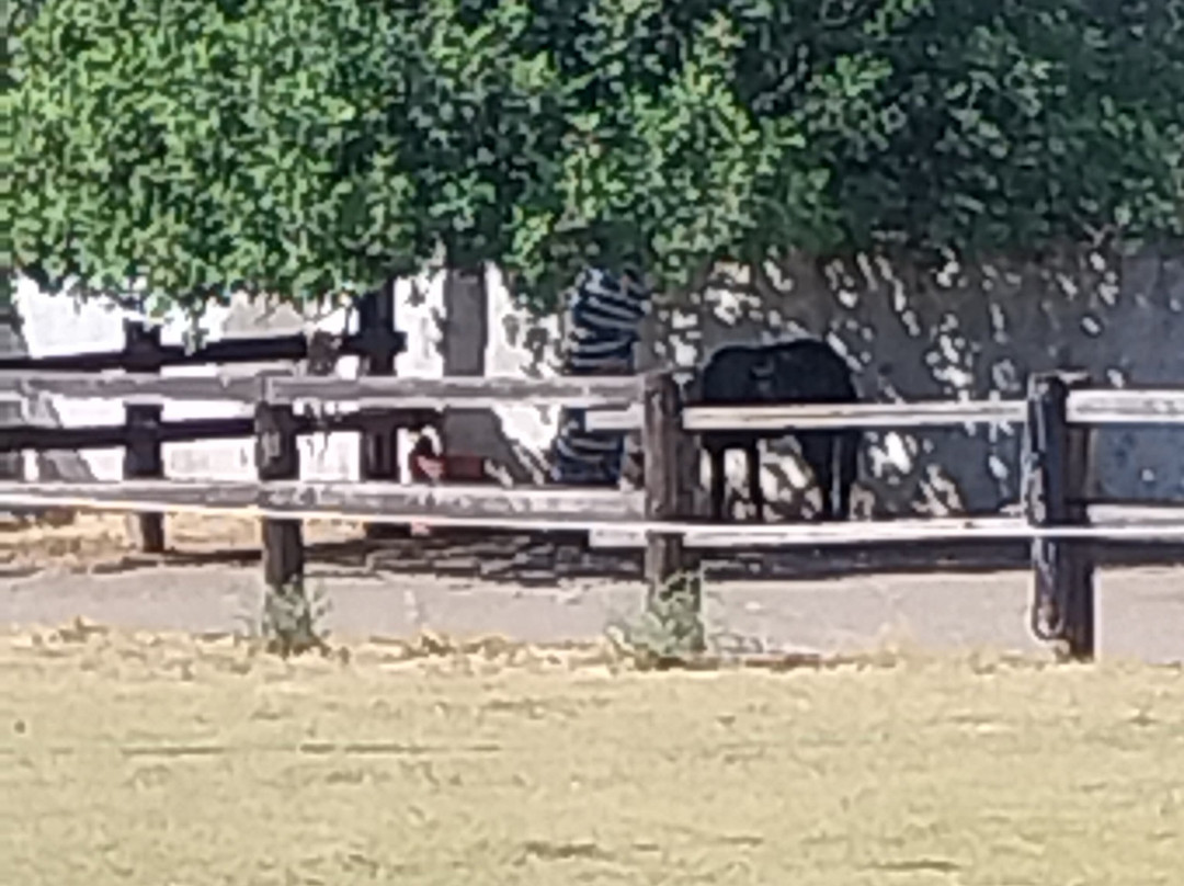 Faethon Miniature Horses Farm-Archangelos必去景点