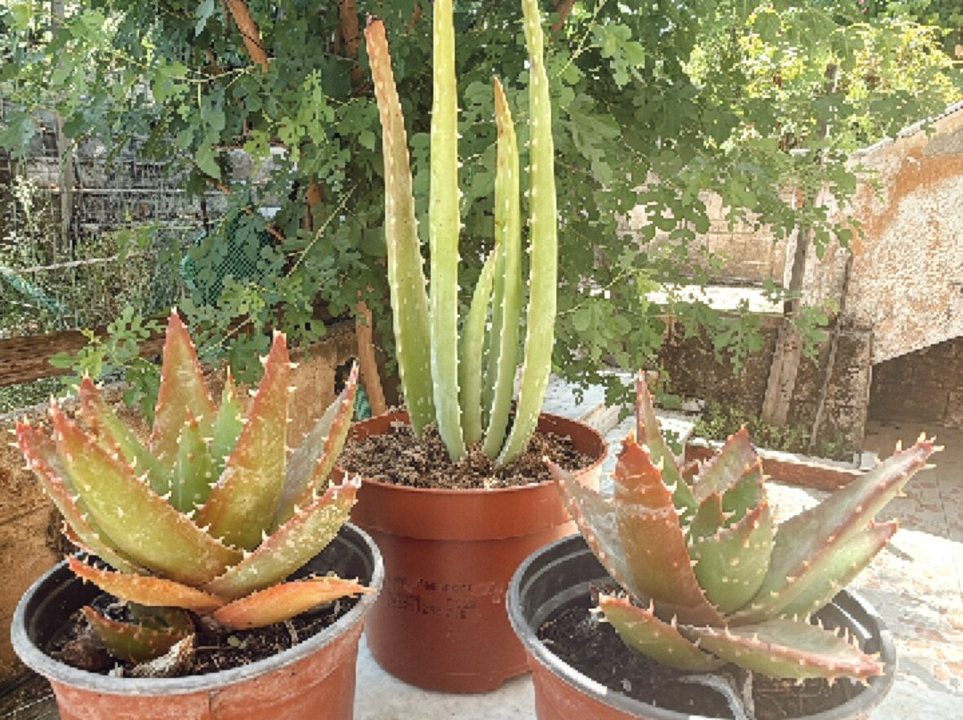 Aloe Vera & Herbal Health Farm-Fanes必去景点