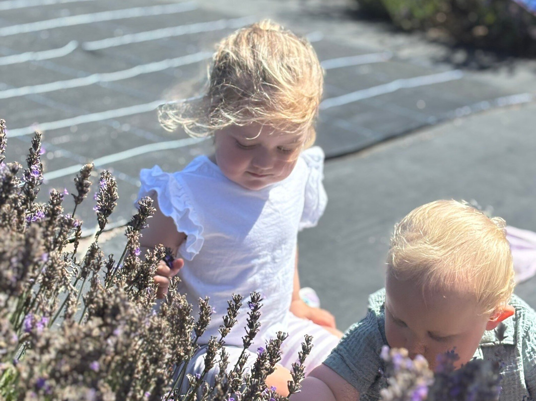 Cornish Lavender-佩伦波思必去景点