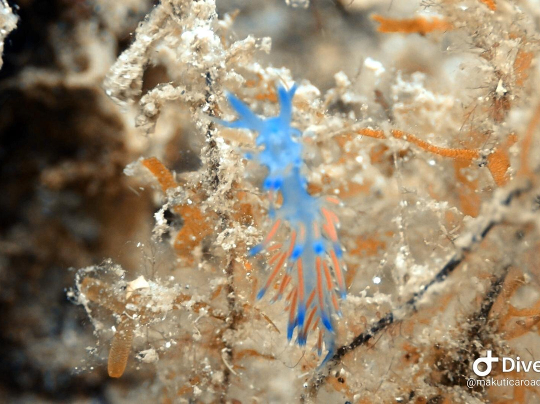 Starfish Diving Center-弗萨必去景点