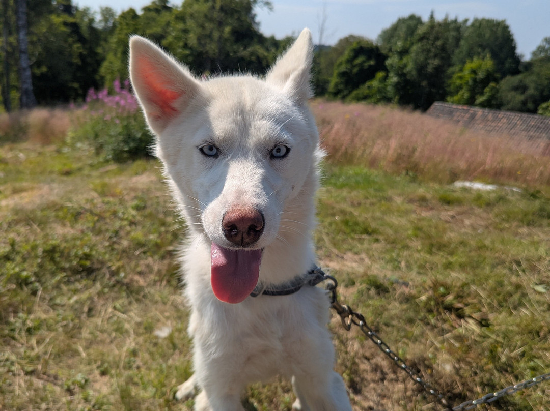 Måsek's Kennel-Sagmyra必去景点