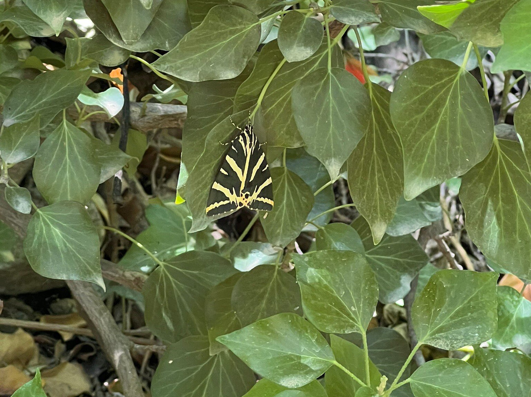 Butterflies Nature Reserve-帕罗斯岛必去景点