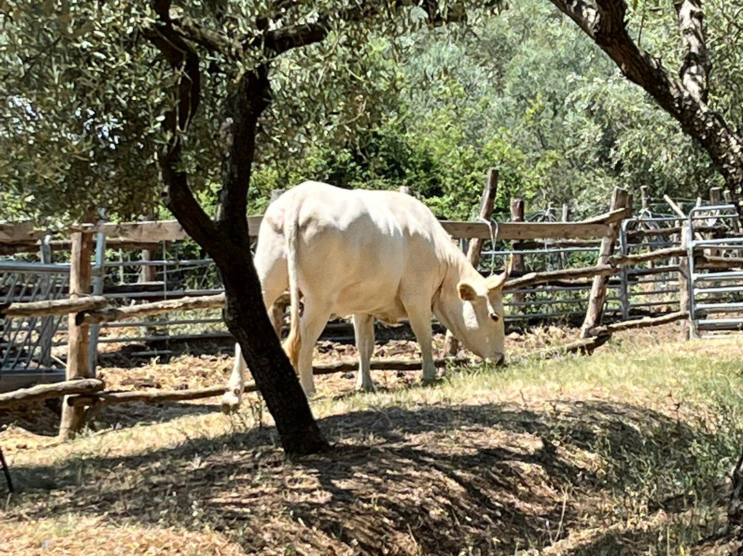 Casa Agricola Scorziello主图