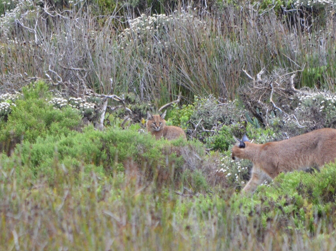 African Experience-Vredehoek必去景点