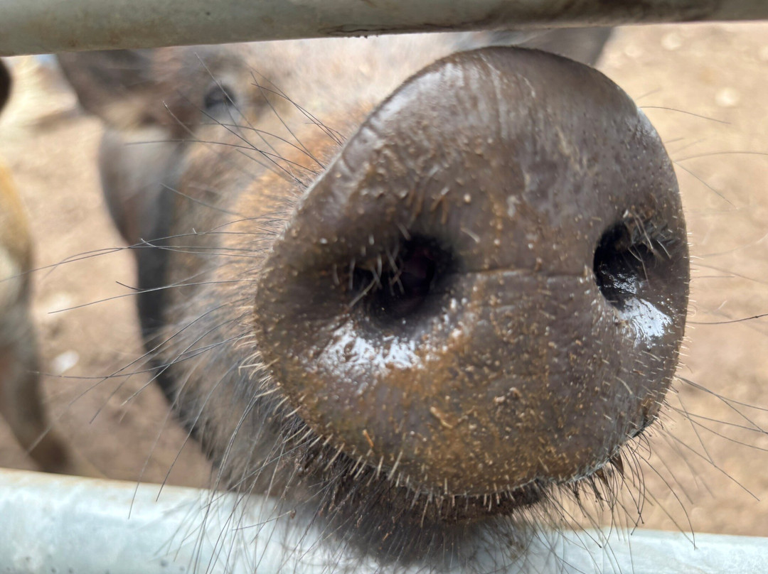 Thirsk Hall Sculpture Garden-瑟斯克必去景点