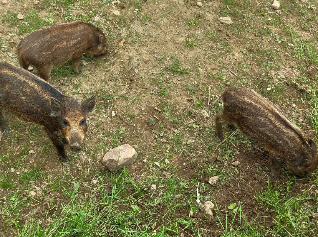 Bowland Wild Boar Park-普雷斯顿必去景点