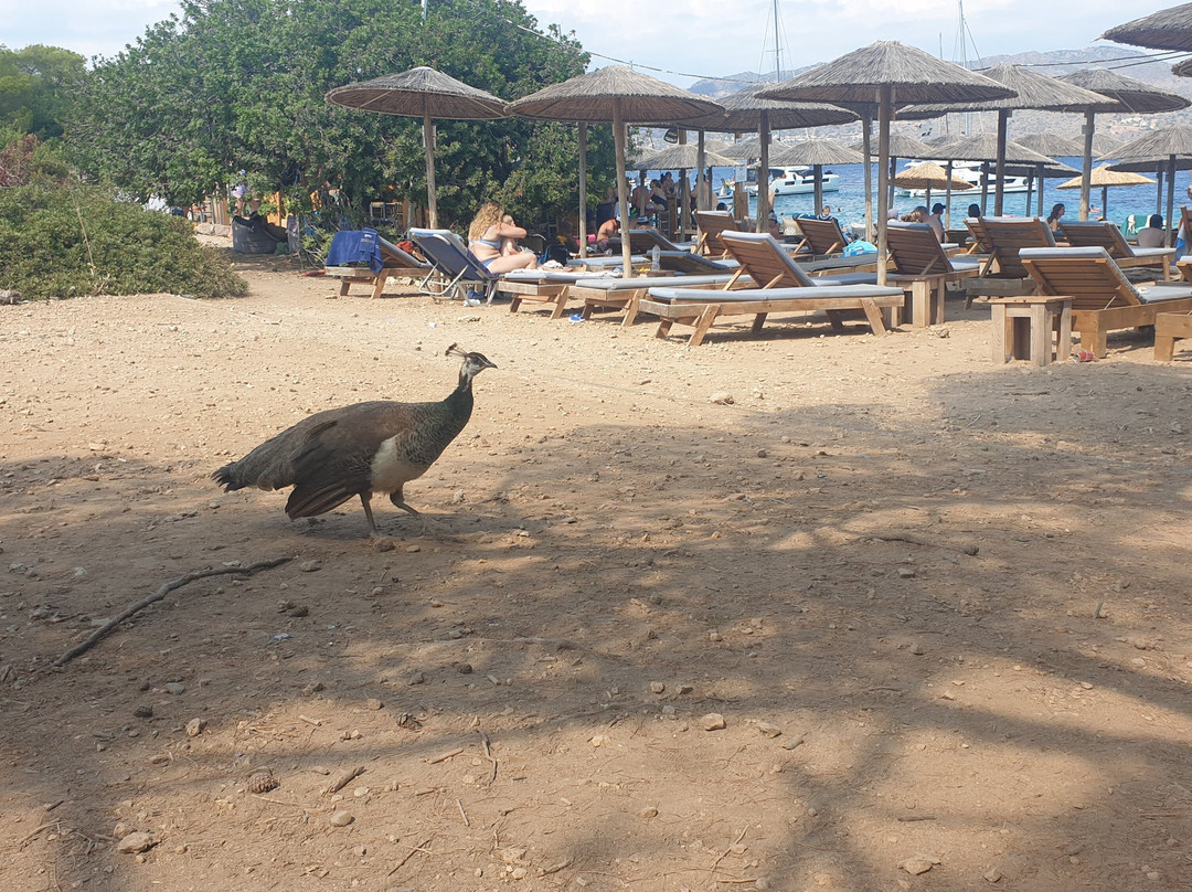 Moni Island Beach-埃伊纳岛必去景点